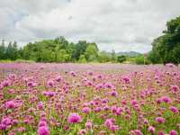 Secret Khao Yai  Flower garden