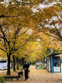 ตอนรับฤดู Autumn ที่ Seoul Forest 🍁🍂