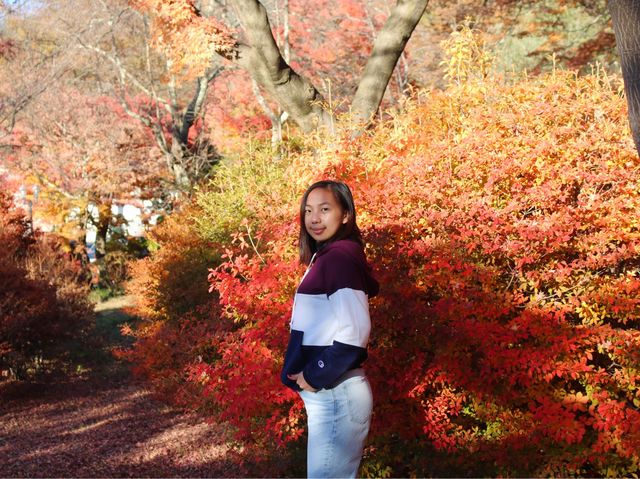 Panoramic view of Mt. Fuji (fall edition)