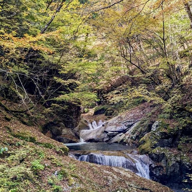 大山隱歧國立公園 🏔️🌳山林探險🚶🌲