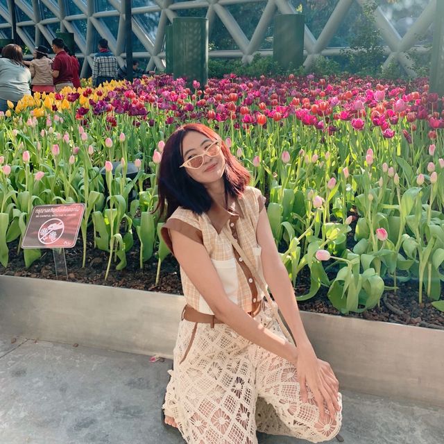 🌷ดอกทิวลิปบานแล้วที่ระยอง อยู่ในพื้นที่มาบตาพุด 
