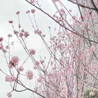 季節限定··沙田好去處