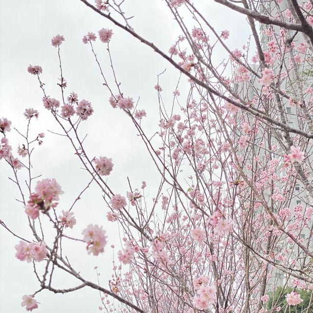 季節限定··沙田好去處