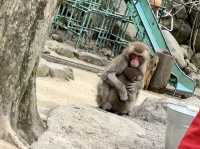 野生のサルを間近で見られる高崎山🐒