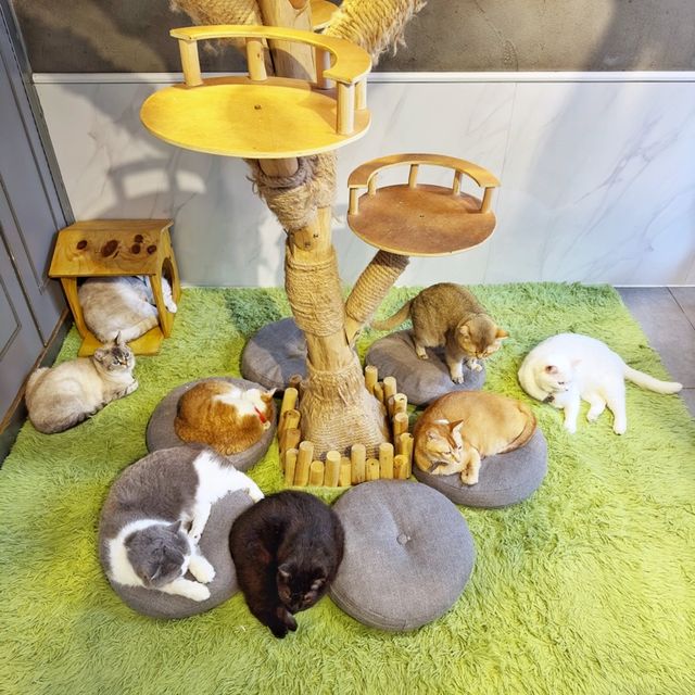 高質😋抵食🐈貓Cafe