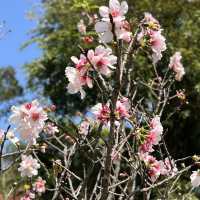 城市綠洲賞花