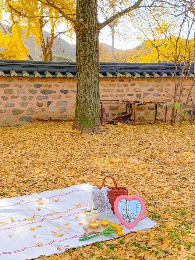 온통 노랑빛으로 물든 청라은행마을🍂💛