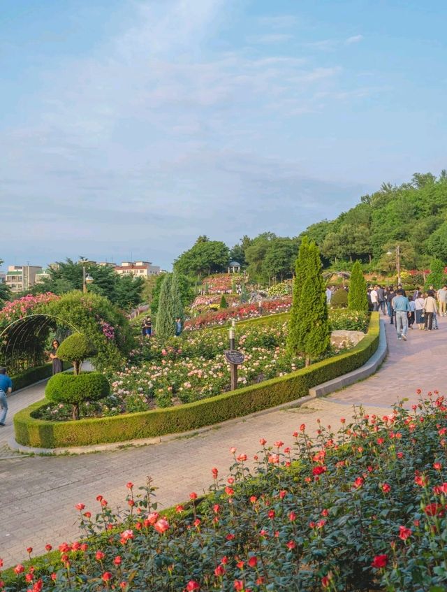 🌹베르사유 궁전을 보는 듯한 "백만송이장미공원"