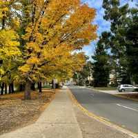 Autumn's Golden Embrace: Canberra's Enchantment