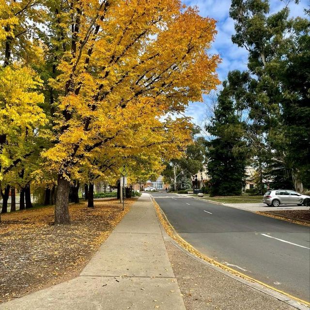 Autumn's Golden Embrace: Canberra's Enchantment