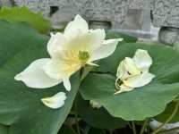 香港遊 | 大嶼山 | 寶蓮禪寺 | 香港荷花節 (上)