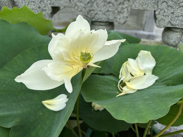 香港遊 | 大嶼山 | 寶蓮禪寺 | 香港荷花節 (上)