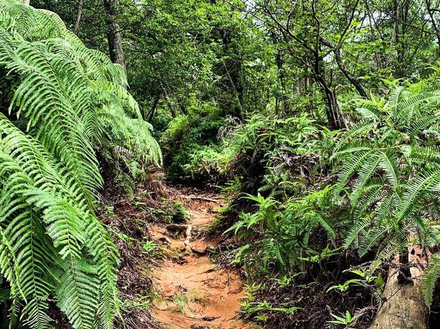 เดินป่าสำรวจอุทยานธรรมชาติ บนภูเขา🌳🏕️
