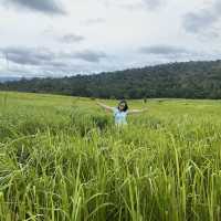 Nature Healing at 1st Thailand National Park