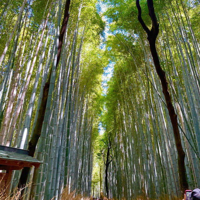 【京都府】人気の竹林の小径をのんびりお散歩！