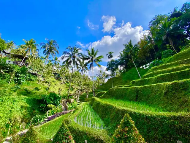 Ceking Rice Terrace 