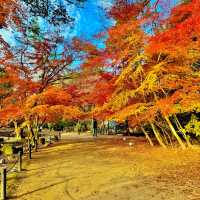 曽木公園