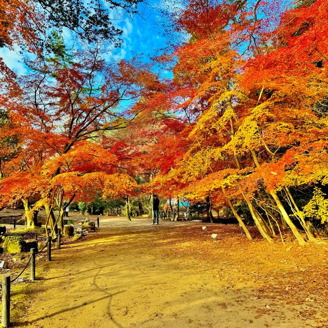 曽木公園