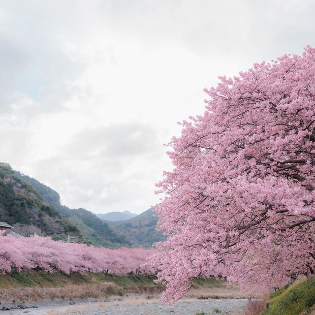 Kawazu Sakura 🌸