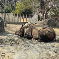 名古屋必去 - 東山動植物園！還有遊樂場！