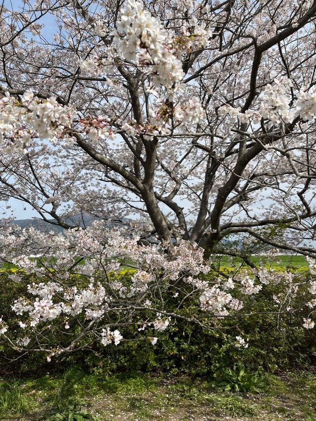 【直方お花見】4年ぶりの開催🌸桜とチューリップのコラボ🌷