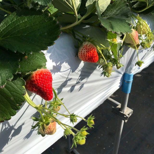 越後湯澤🍓村🤳任食🍓😍