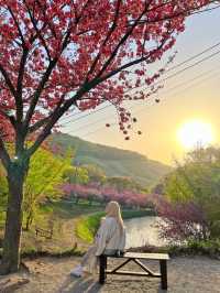 겹벚꽃명소 충남 서산 문수사🌸💕