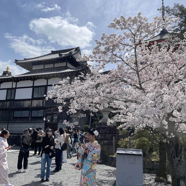 京都清水寺：賞櫻參拜🌸逛逛拍照地分享