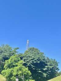 🌳서울 피크닉 명소로 유명한 올림픽공원 나홀로나무🌳