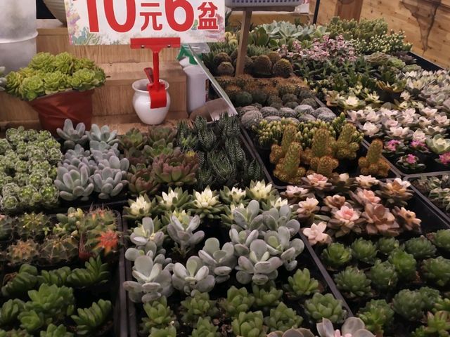昆明-斗南花市(亞洲最大花市)-名不虛傳熱鬧到夜晚