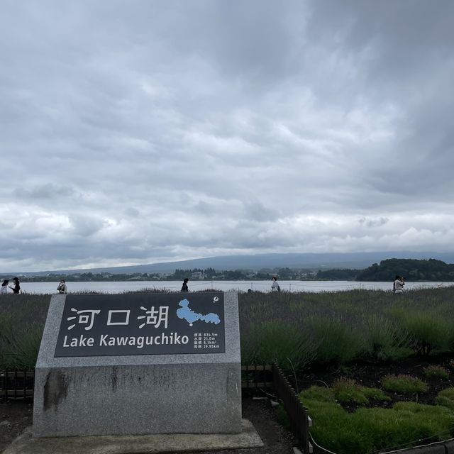【ペットとお出かけ】ラベンダーまつり開催中の大石公園へ！