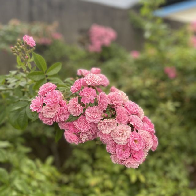 赤柯山金針花海