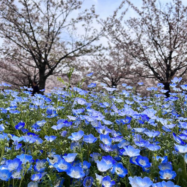 【幕張豊砂】さくら広場