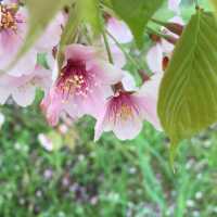 岡山 ｜後樂園河畔賞櫻花🌸快閃之旅