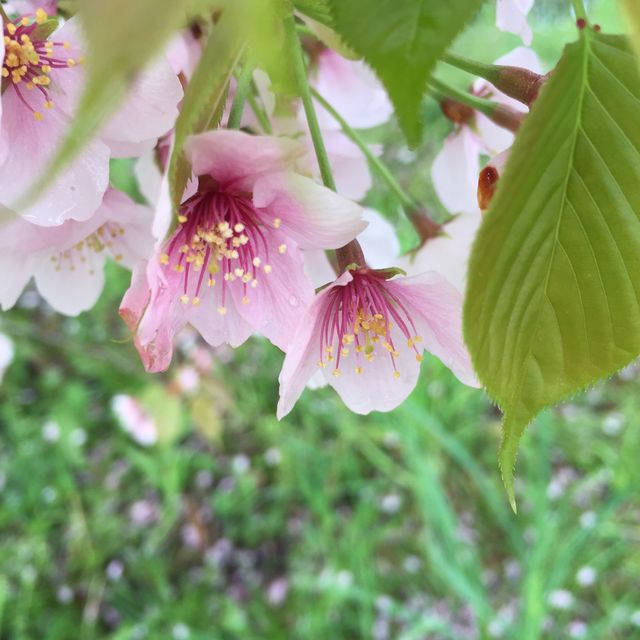 岡山 ｜後樂園河畔賞櫻花🌸快閃之旅