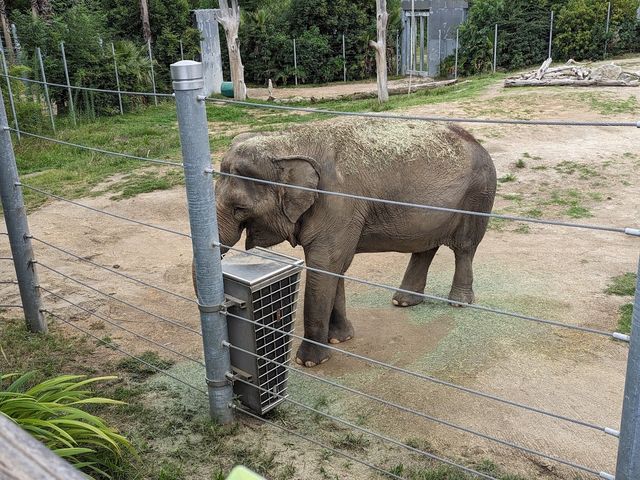 Los Angeles Zoo 🐘✨