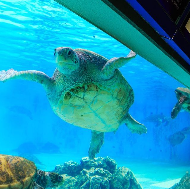 沖繩美麗海水族館ㄧ迷你的海洋