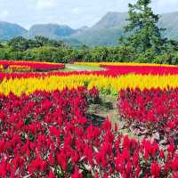 Kuju Garden in Kyushu…why always Hokkaido?!