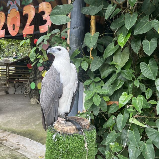 Visit the animals at Avilon Zoo