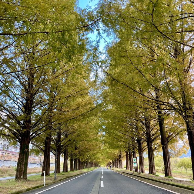 Metasequoia Majesty: Nature's Elegance