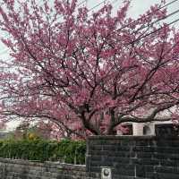 陽明山櫻花季-平菁街42巷