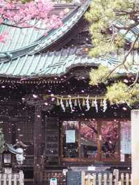 【東京】品川の龍神さま・寒緋桜がいま見頃の荏原神社