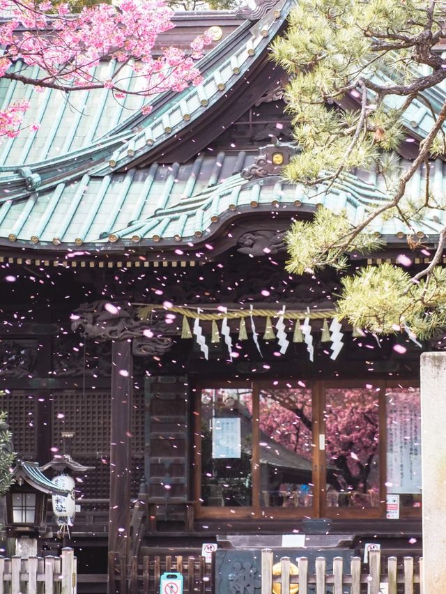 【東京】品川の龍神さま・寒緋桜がいま見頃の荏原神社