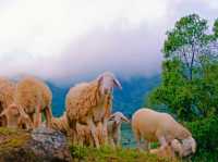ฟาร์มแกะเล็ก ๆ ท่ามกลางธรรมชาติ🐑🐑เตญ่า ฟาร์มวิลล์