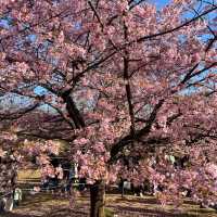 代代木公園