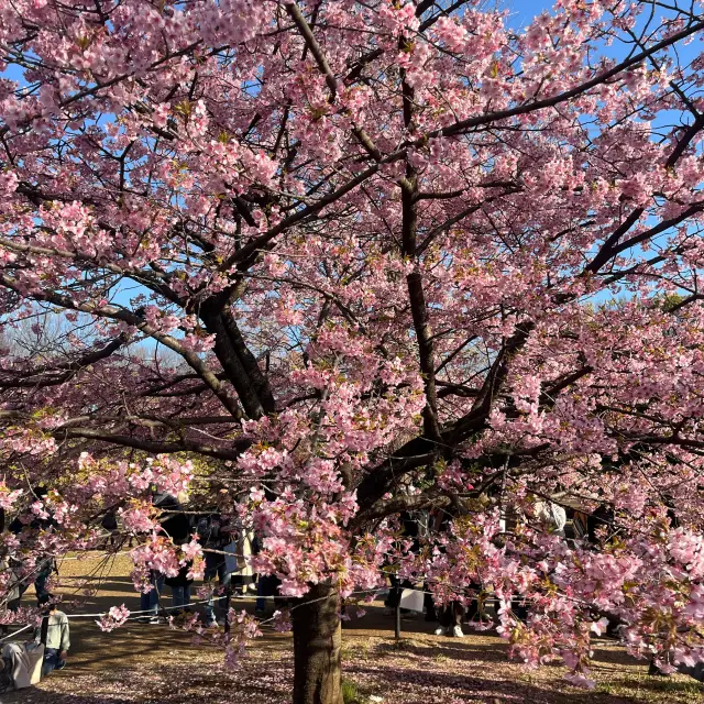 櫻花盛開的代代木公園