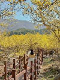노란빛 봄의 세상으로 초대합니다💛