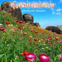 ทุ่งดอกกระดาษ สีสดใส ดอกเล็กๆนุบนิบบานเต็มทุ่ง