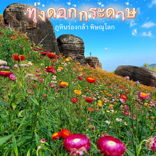 ทุ่งดอกกระดาษ สีสดใส ดอกเล็กๆนุบนิบบานเต็มทุ่ง