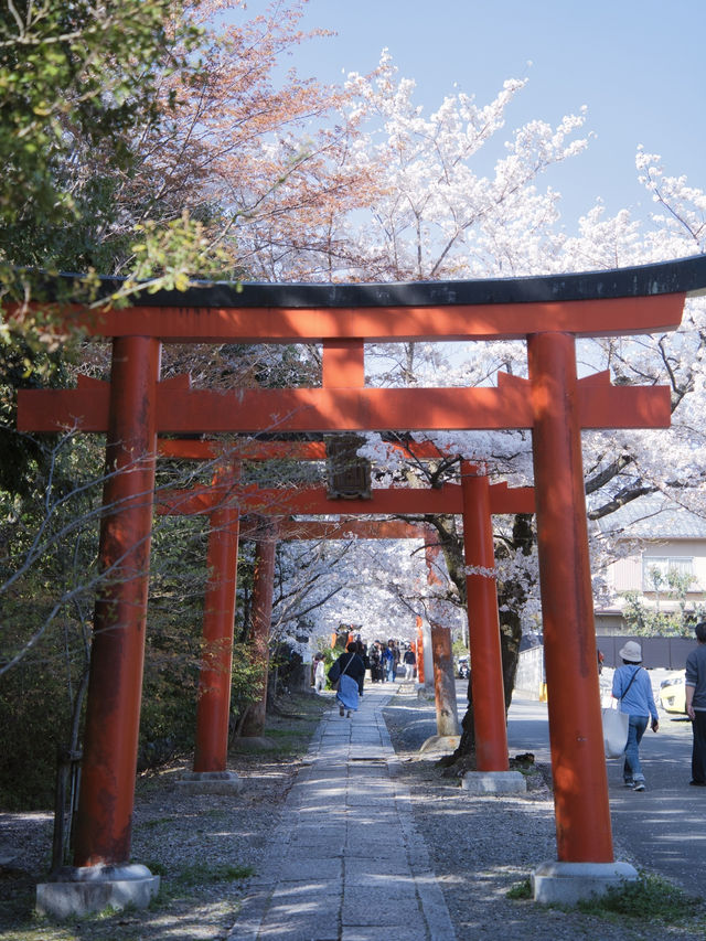 【京都×桜】本当は教えたくない🙅ガイドブックにも載らない穴場の桜スポット🌸